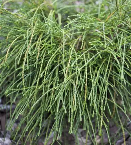 Thuja plicata 'Whipcord'