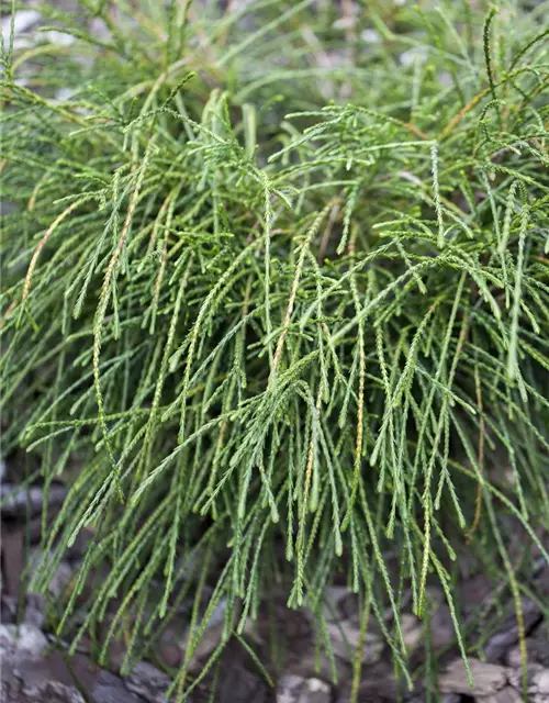 Thuja plicata 'Whipcord'