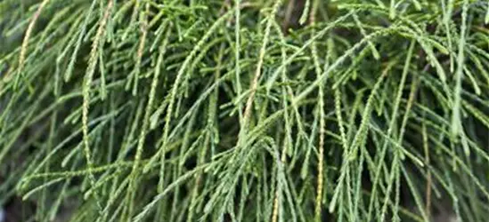 Thuja plicata 'Whipcord'