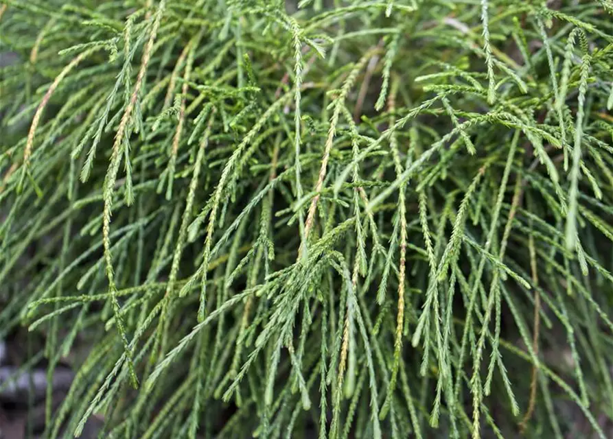 Thuja plicata 'Whipcord'