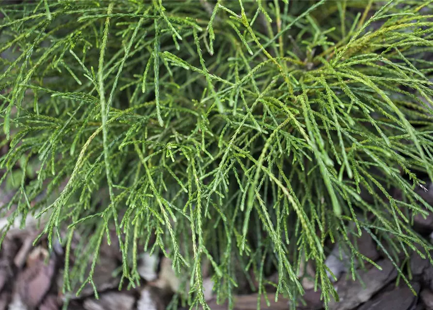 Thuja plicata 'Whipcord'