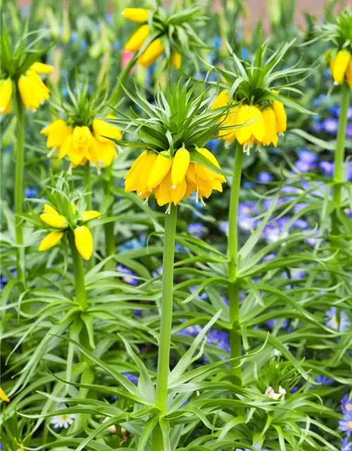 Fritillaria imperialis