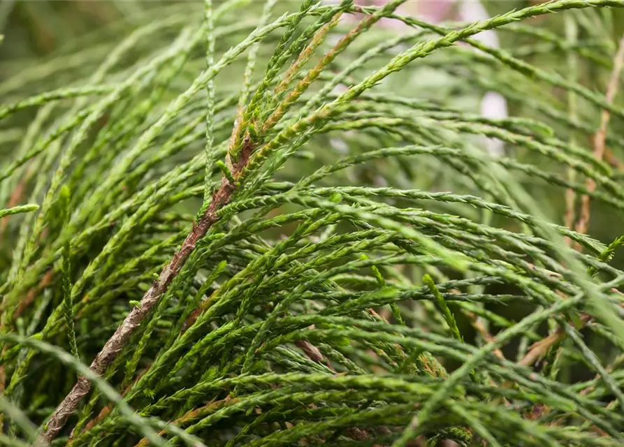 Thuja plicata 'Whipcord'