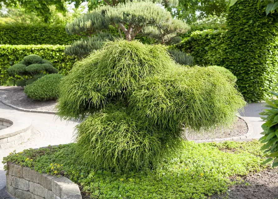 Thuja plicata 'Whipcord'