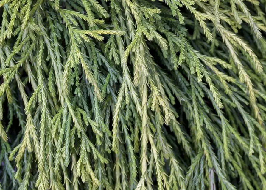 Thuja plicata 'Whipcord'