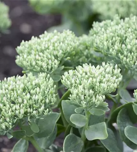 Sedum telephium