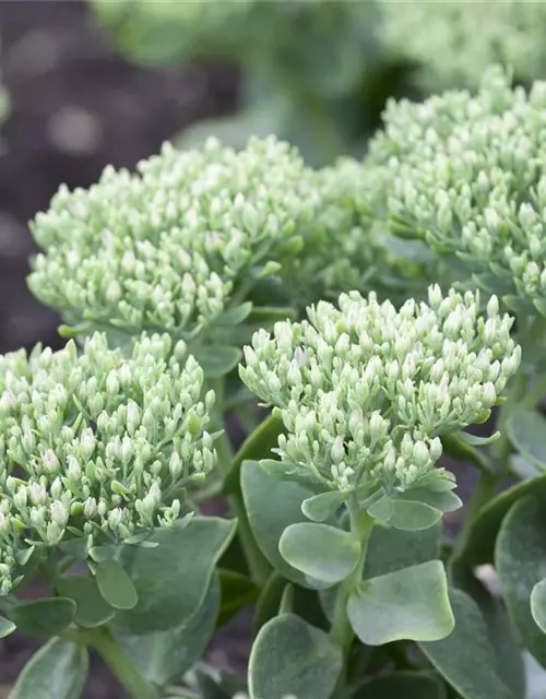 Sedum telephium