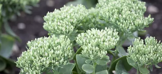 Sedum telephium