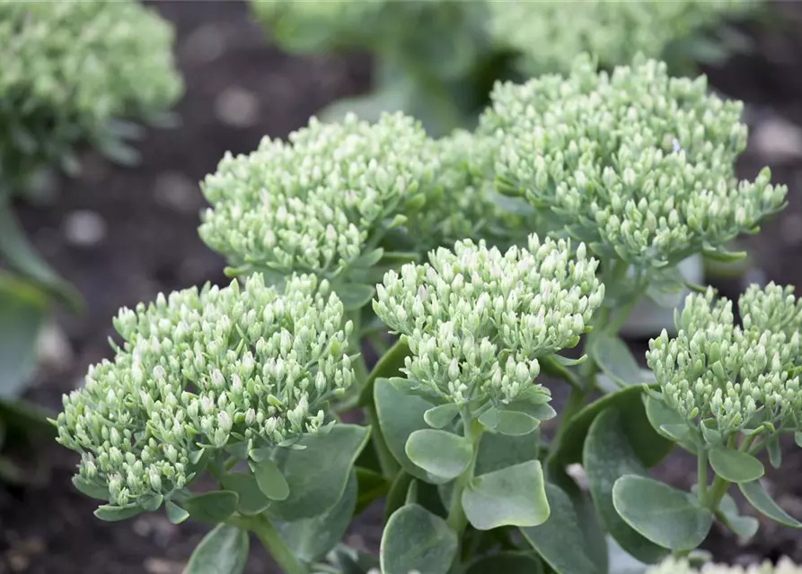 Sedum telephium