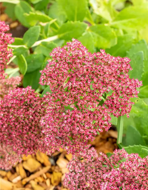 Sedum telephium