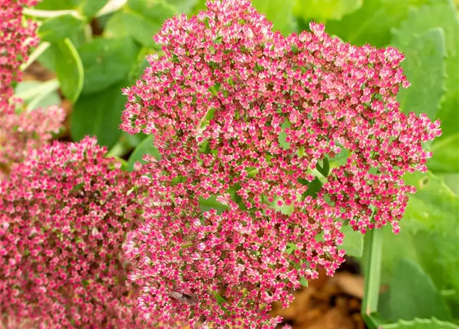 Sedum telephium