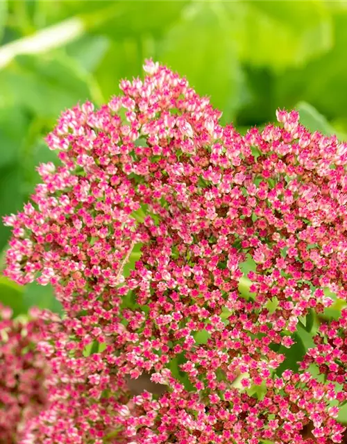 Sedum telephium