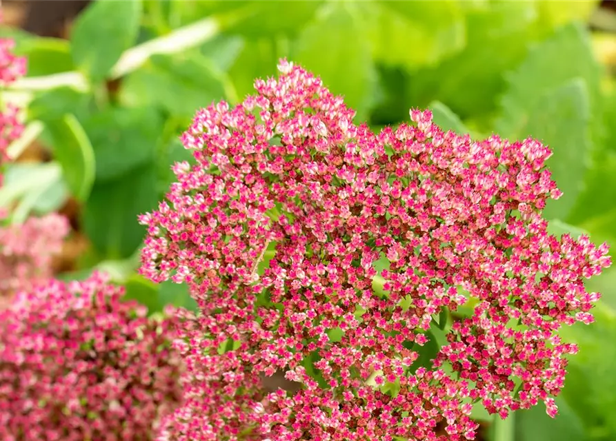 Sedum telephium