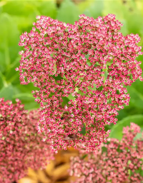 Sedum telephium