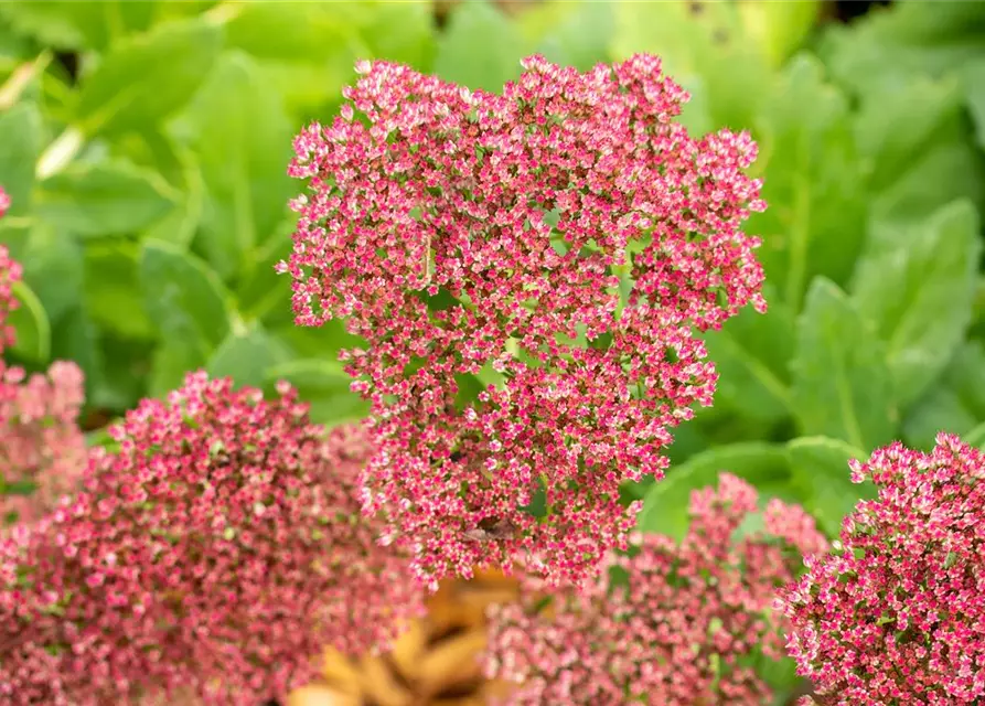 Sedum telephium