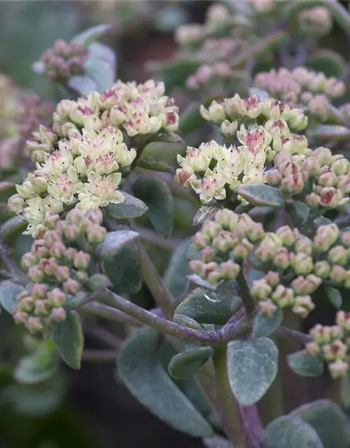 Sedum telephium