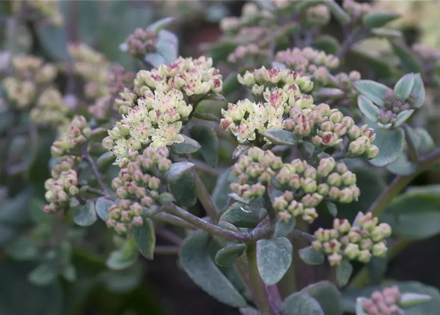 Sedum telephium