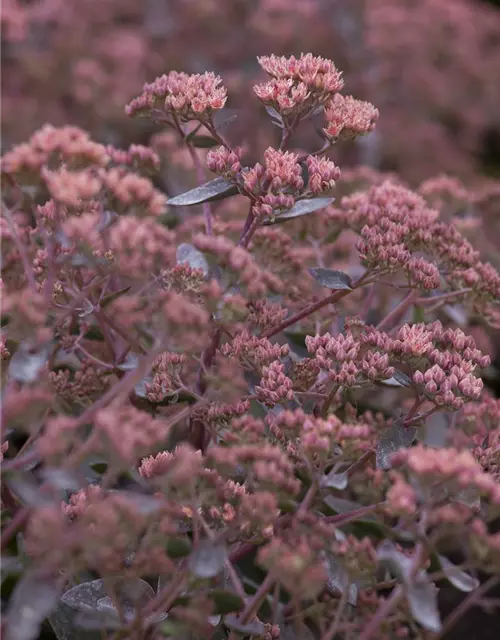 Sedum telephium