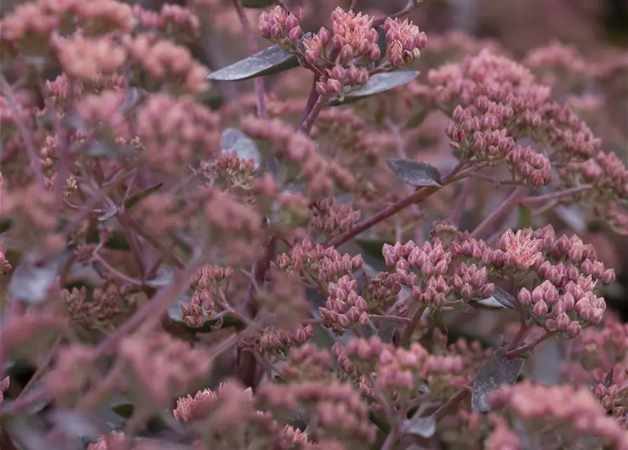 Sedum telephium