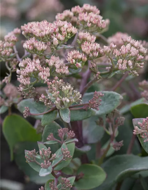 Sedum telephium