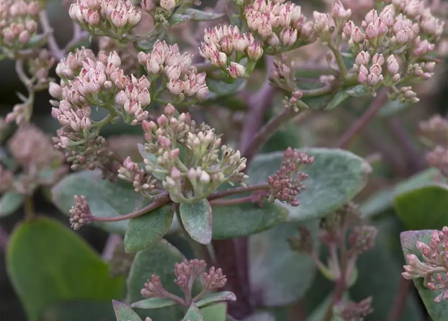 Sedum telephium