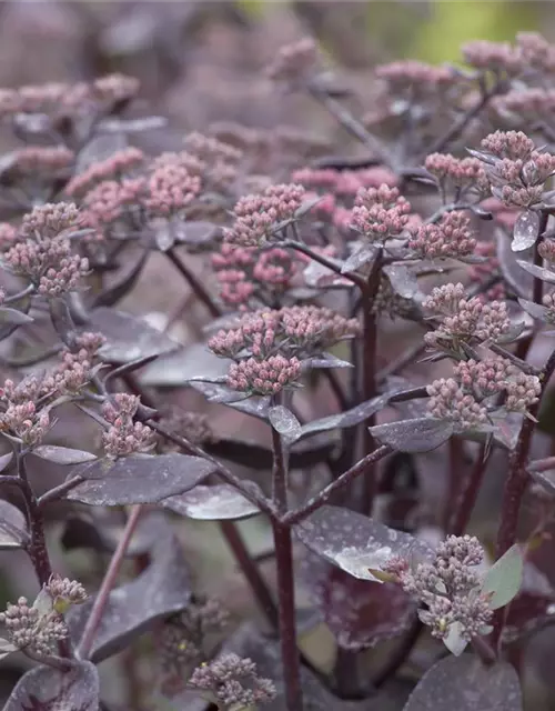 Sedum telephium