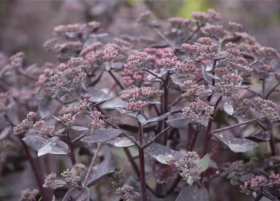 Sedum telephium