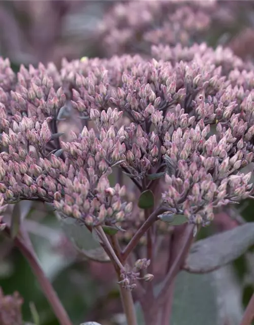 Sedum telephium