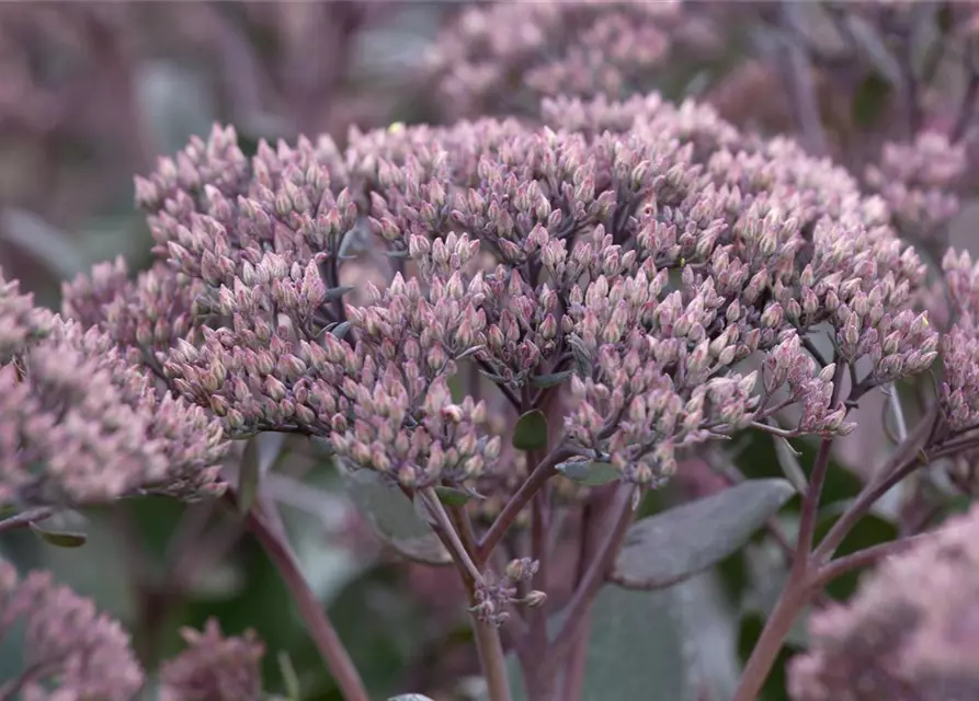 Sedum telephium