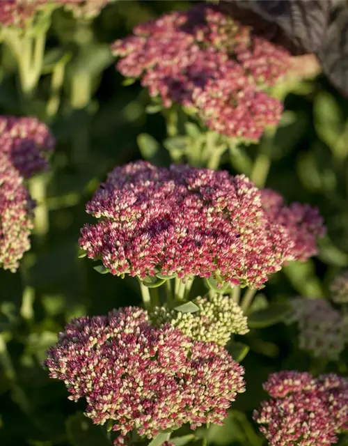 Sedum telephium