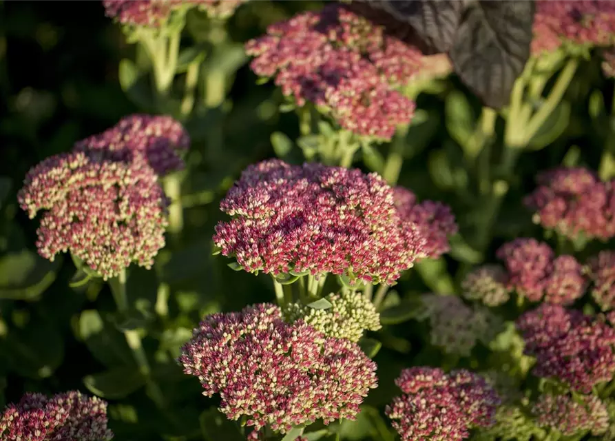 Sedum telephium