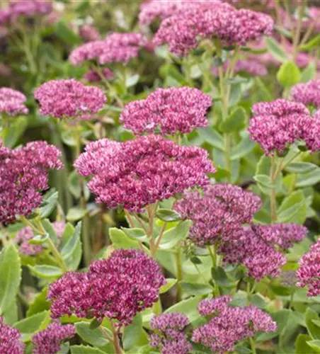 Sedum telephium 'Herbstfreude'