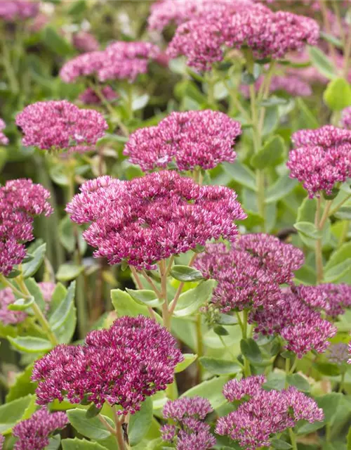 Sedum telephium 'Herbstfreude'