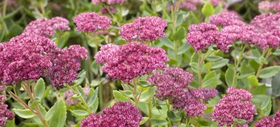 Sedum telephium 'Herbstfreude'