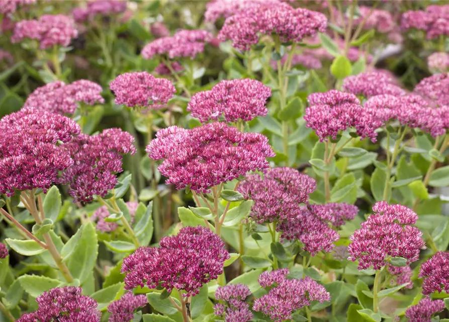 Sedum telephium 'Herbstfreude'