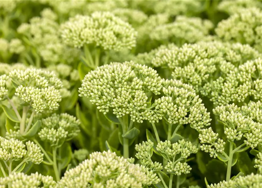 Sedum telephium 'Herbstfreude'