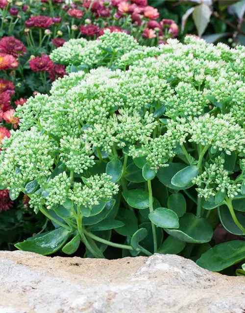 Sedum telephium 'Herbstfreude'