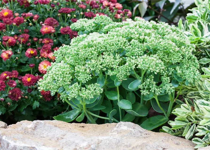 Sedum telephium 'Herbstfreude'