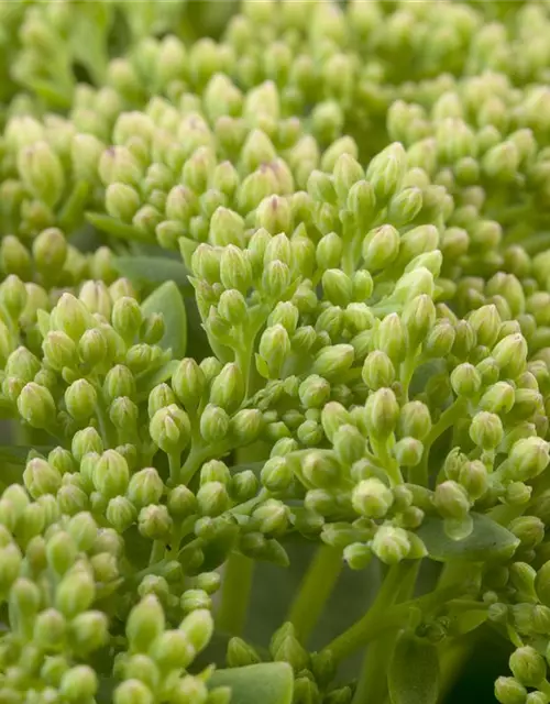 Sedum telephium 'Herbstfreude'