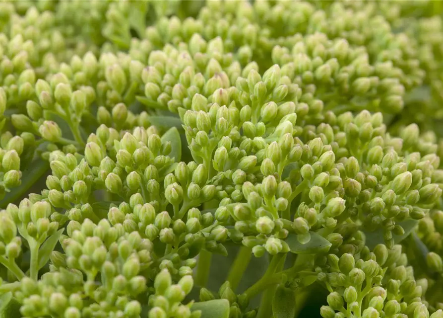 Sedum telephium 'Herbstfreude'