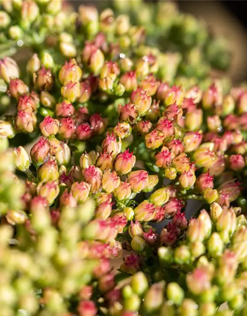 Sedum telephium 'Herbstfreude'