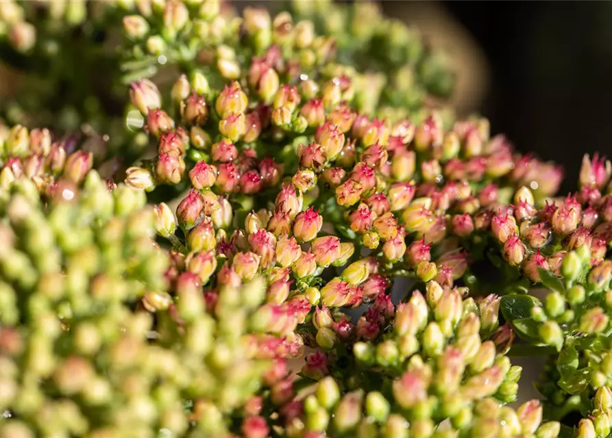 Sedum telephium 'Herbstfreude'