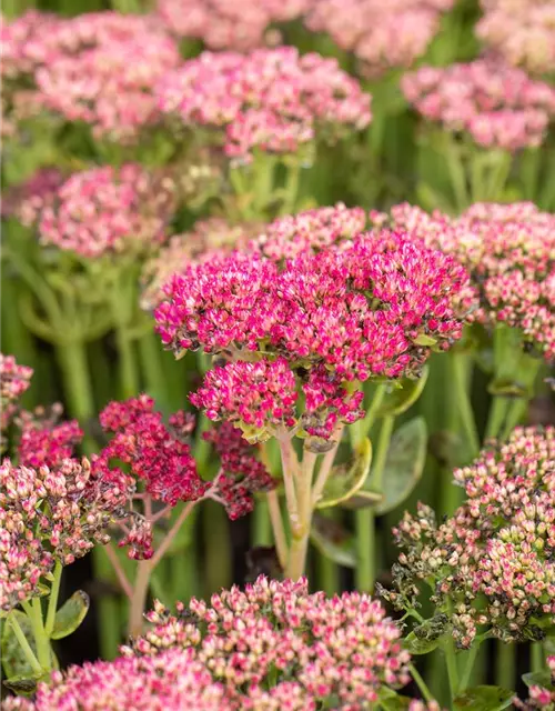 Sedum telephium 'Herbstfreude'