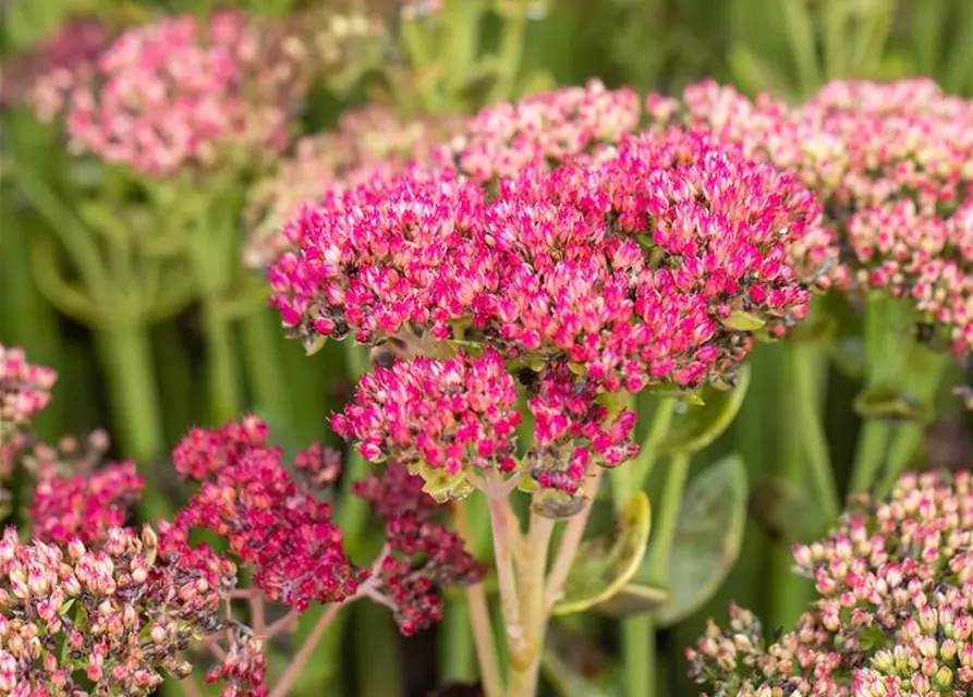 Sedum telephium 'Herbstfreude'