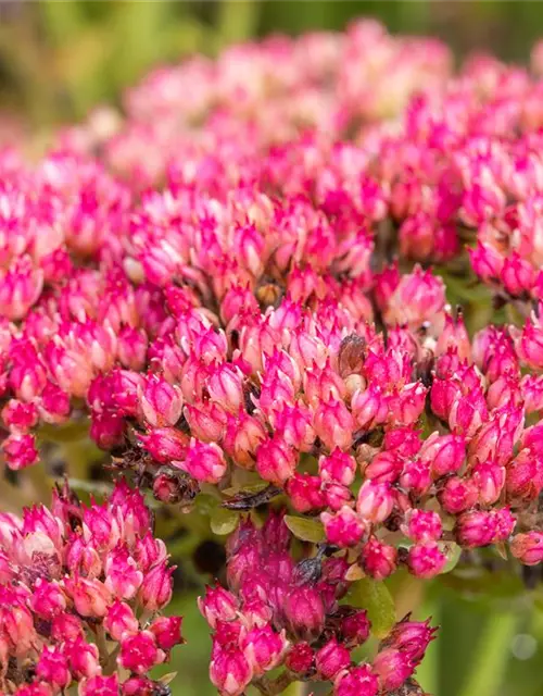 Sedum telephium 'Herbstfreude'