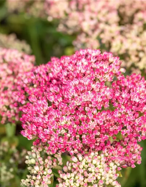 Sedum telephium 'Herbstfreude'