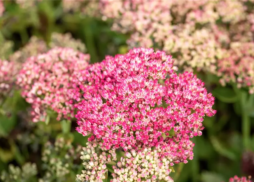 Sedum telephium 'Herbstfreude'