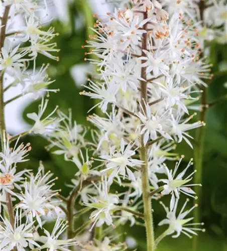 Tiarella cordifolia