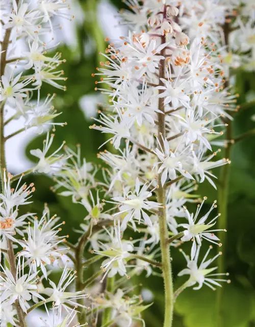 Tiarella cordifolia