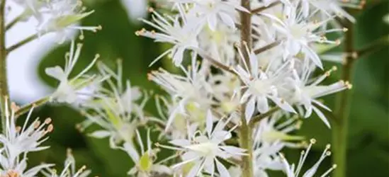 Tiarella cordifolia